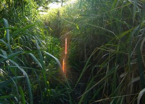 Metallstab - Stütze für Leuchtstab in dichter Vegetation